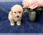 Small Photo #24 Poodle (Toy) Puppy For Sale in SAFFORD, AZ, USA