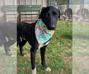 Labrador Retriever-Unknown Mix Dogs for adoption in San Leon, TX, USA