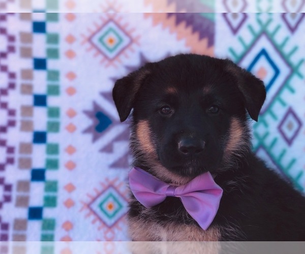 Medium Photo #5 German Shepherd Dog Puppy For Sale in CLAY, PA, USA