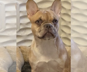 French Bulldog Puppy for sale in GRAYSLAKE, IL, USA