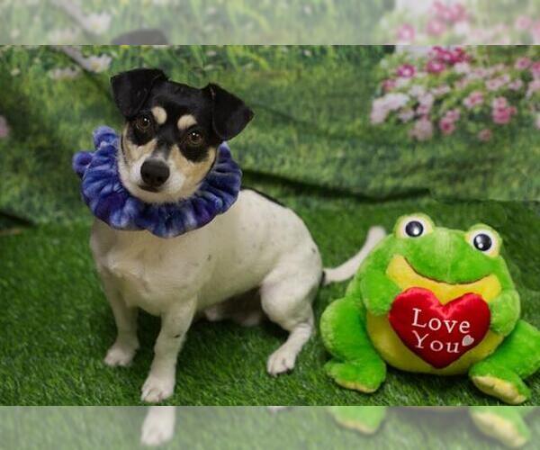 Medium Photo #1 Chihuahua-Unknown Mix Puppy For Sale in Placerville, CA, USA