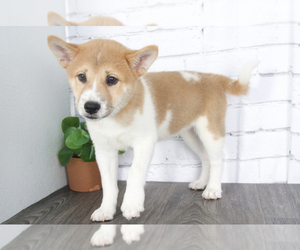 Shiba Inu Puppy for sale in RED LION, PA, USA
