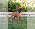Small #2 Boxer