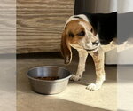 Small Beagle