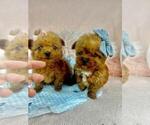 Small #1 Poodle (Toy)