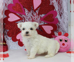 Small Photo #8 Maltese Puppy For Sale in CHANUTE, KS, USA