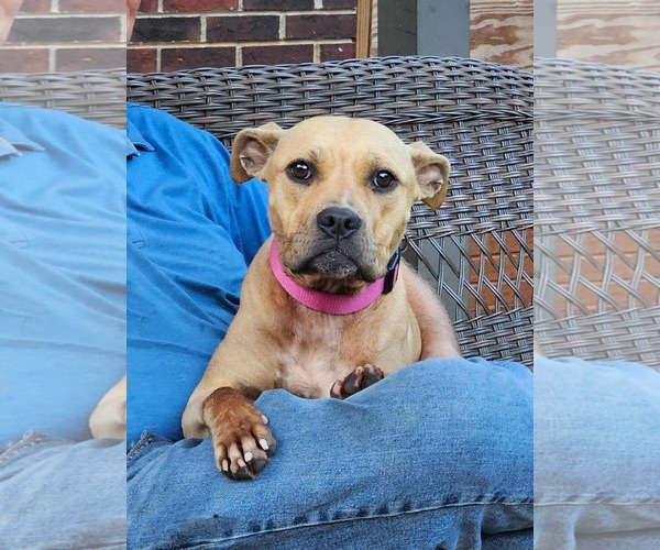 Medium Photo #1 Boxer-Unknown Mix Puppy For Sale in Woodbury, NY, USA