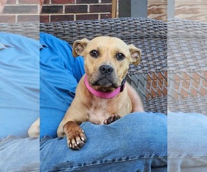 Boxer-Unknown Mix Dogs for adoption in Woodbury, NY, USA