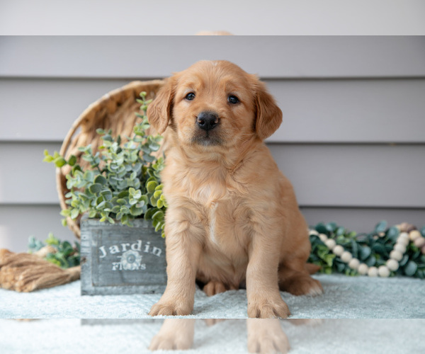 Medium Photo #7 Golden Retriever Puppy For Sale in WOLCOTTVILLE, IN, USA