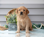 Puppy Nikita Golden Retriever