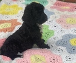 Small Photo #10 Springerdoodle Puppy For Sale in GADSDEN, AL, USA