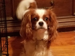 Father of the Cavalier King Charles Spaniel puppies born on 05/07/2017