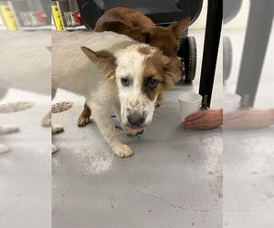 Australian Shepherd Dogs for adoption in Waco, TX, USA