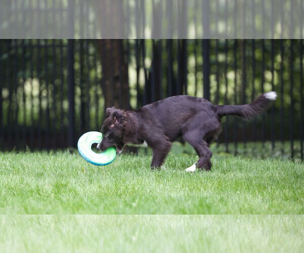 Medium Photo #20 Carolina Dog Puppy For Sale in Highland, IL, USA