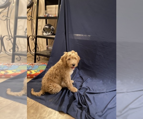Medium Photo #16 Goldendoodle Puppy For Sale in QUEEN CREEK, AZ, USA