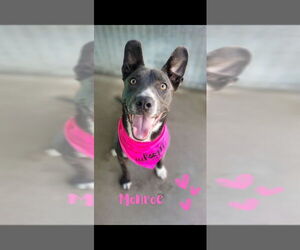 American Staffordshire Terrier-Bull Terrier Mix Dogs for adoption in Monte Vista, CO, USA
