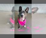 Small American Staffordshire Terrier-Bull Terrier Mix