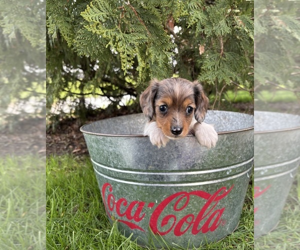 Medium Photo #5 Dachshund Puppy For Sale in MIDDLEBURY, IN, USA