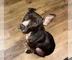 Small #6 Mutt