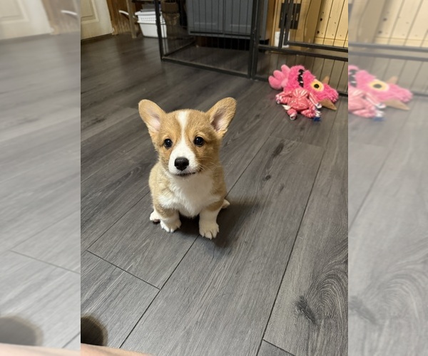 Medium Photo #1 Pembroke Welsh Corgi Puppy For Sale in LA FOLLETTE, TN, USA