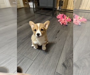 Pembroke Welsh Corgi Puppy for sale in LA FOLLETTE, TN, USA