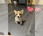 Small Pembroke Welsh Corgi