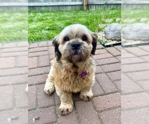 Lhasa Apso Dogs for adoption in Crystal , MN, USA