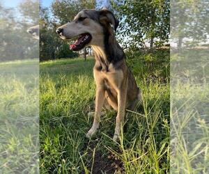 German Shepherd Dog-Labradoodle Mix Dogs for adoption in GALT, CA, USA