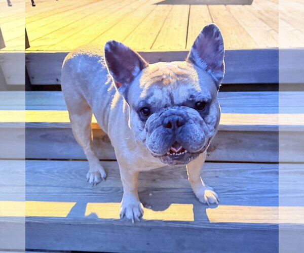 Medium Photo #3 French Bulldog Puppy For Sale in Spring Lake, NC, USA