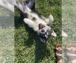 Puppy 3 Huskies -Samoyed Mix