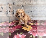 Small #15 Poodle (Miniature)