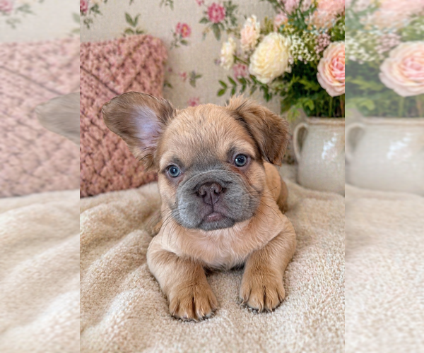 Medium Photo #8 French Bulldog Puppy For Sale in WOODBRIDGE, VA, USA