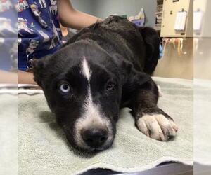 Siberian Husky-Unknown Mix Dogs for adoption in Riverside, CA, USA