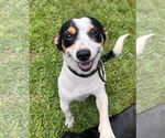 Small #6 Jack Russell Terrier-Wheaten Terrier Mix