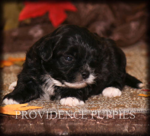 Medium Photo #6 ShihPoo Puppy For Sale in COPPOCK, IA, USA