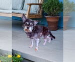 Small Mutt