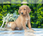 Small Photo #13 Golden Retriever Puppy For Sale in HARLAN, IN, USA
