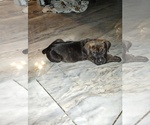 Small #1 Cane Corso
