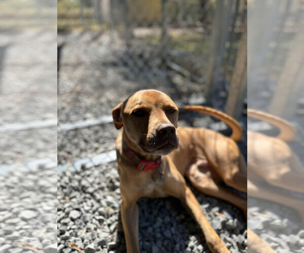 Medium Photo #2 American Pit Bull Terrier-Unknown Mix Puppy For Sale in Albemarle, NC, USA