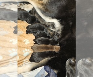 German Shepherd Dog-Siberian Husky Mix Litter for sale in COLUMBUS, OH, USA