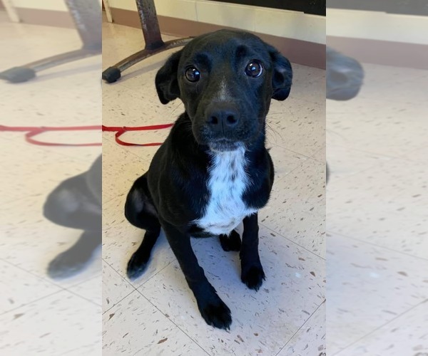 Medium Photo #2 Labrador Retriever-Unknown Mix Puppy For Sale in Woodbury, NY, USA