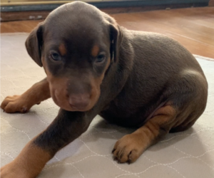 Doberman Pinscher Puppy for sale in BRISTOL, CT, USA