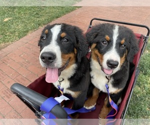 Bernese Mountain Dog Puppy for sale in GENTRY, AR, USA