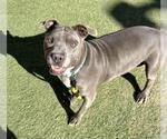 Small #2 American Pit Bull Terrier Mix