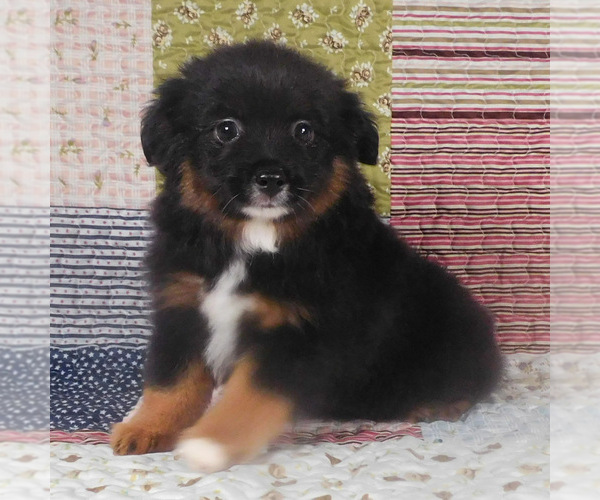 Medium Photo #5 Miniature Australian Shepherd Puppy For Sale in HARRISON, OH, USA