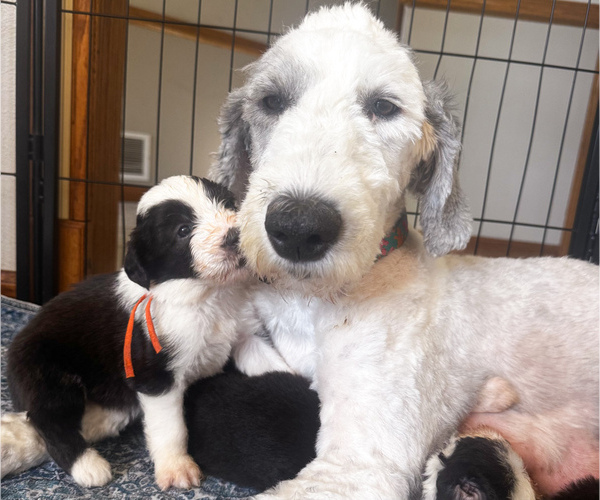 Medium Photo #11 Old English Sheepdog Puppy For Sale in KEWANEE, IL, USA