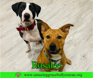 Rosalee - Female Chow Chow-Unknown Mix Dog for Adoption - Photo #13
