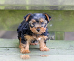 Small #2 Yorkshire Terrier