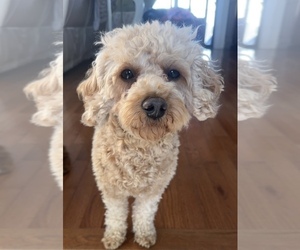 Mother of the Cavapoo puppies born on 06/26/2025