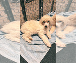 Small Photo #6 Poodle (Standard) Puppy For Sale in HOUSTON, TX, USA